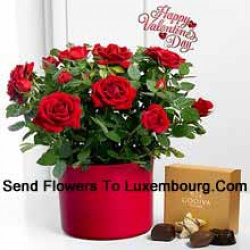 25 Rose Rosse con Deliziosi Cioccolatini Godiva