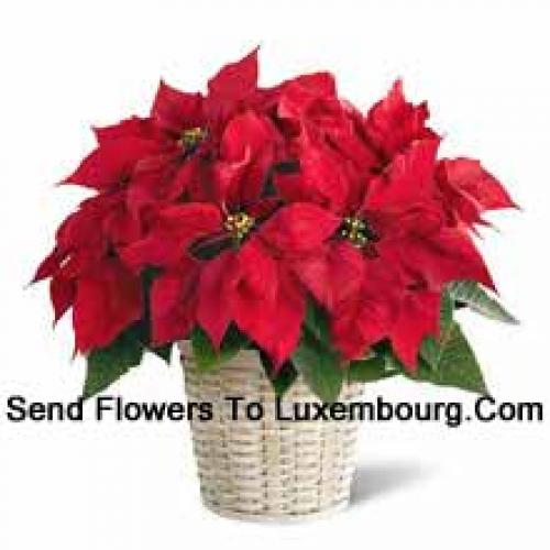 Urocza poinsettia w koszu